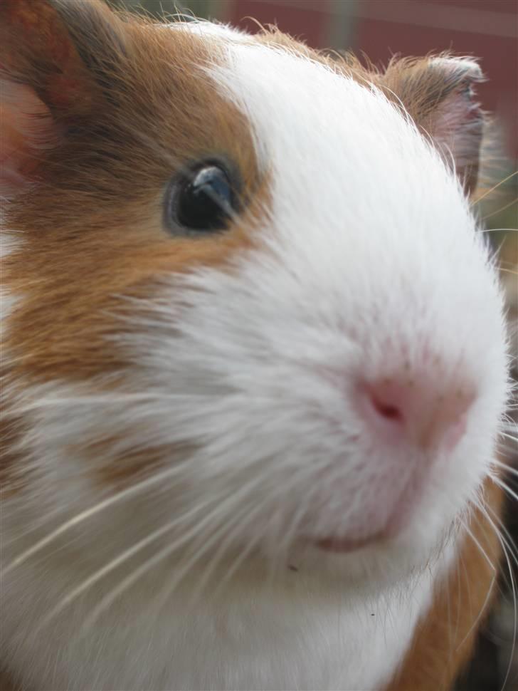 Marsvin Mille billede 6