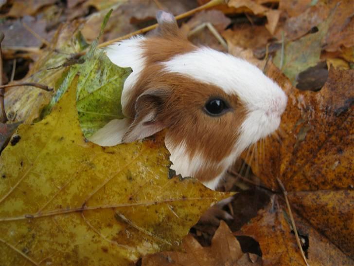 Marsvin Mille billede 7