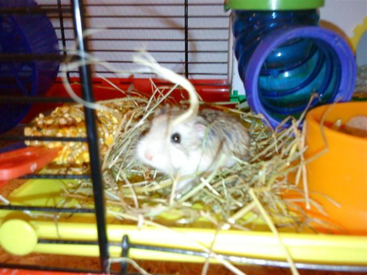 Hamster | Rihno <3 | Bøllen! ;)  | R.I.P 12/5-12 :'( - Velkooen til Rino´s profil :) <3 - Lige ankommet i dag d. 20/11 - 2010 :D billede 1