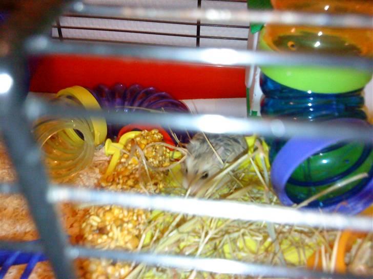 Hamster | Rihno <3 | Bøllen! ;)  | R.I.P 12/5-12 :'( - Betto :* billede 2