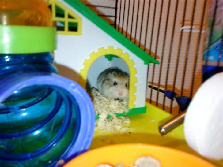 Hamster | Rihno <3 | Bøllen! ;)  | R.I.P 12/5-12 :'( - Betto ser mega sød ud her (´: billede 5