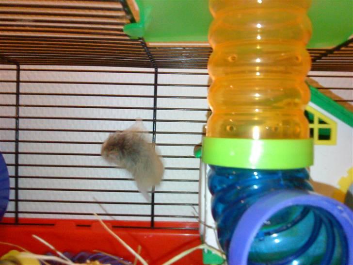 Hamster | Rihno <3 | Bøllen! ;)  | R.I.P 12/5-12 :'( - Spiderman´ hamster :D <3 billede 6