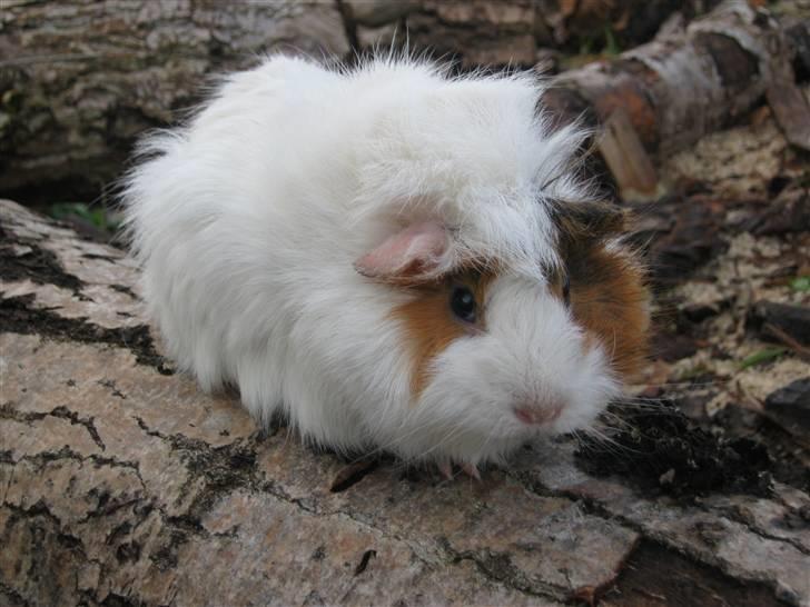 Marsvin Tulle  billede 1