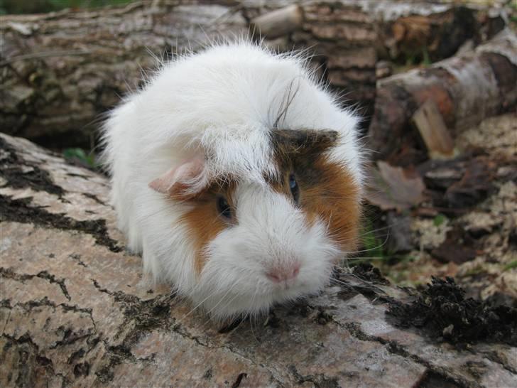 Marsvin Tulle  billede 2