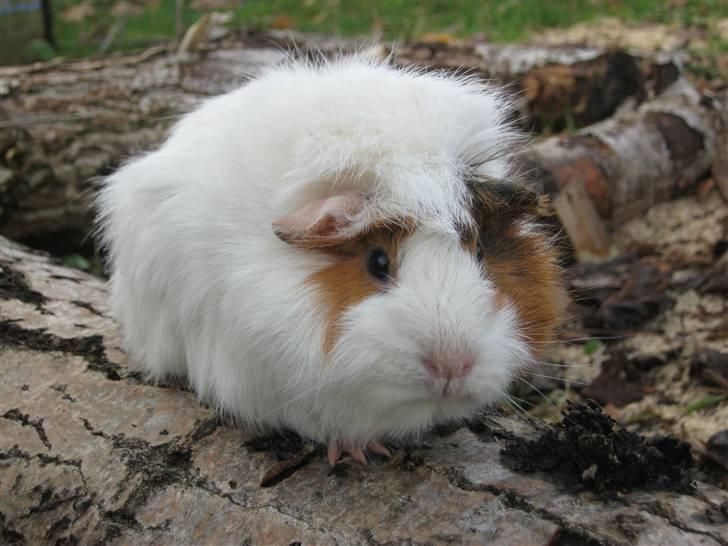 Marsvin Tulle  billede 3