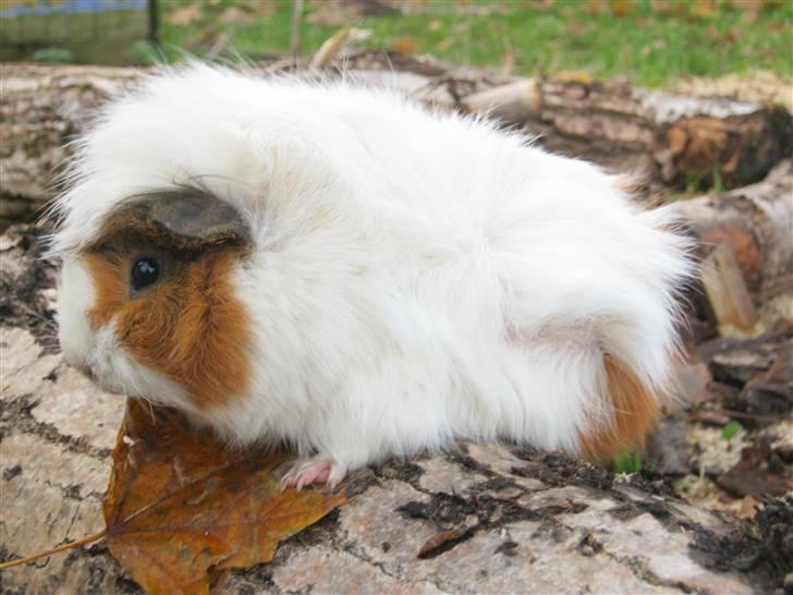 Marsvin Tulle  billede 4