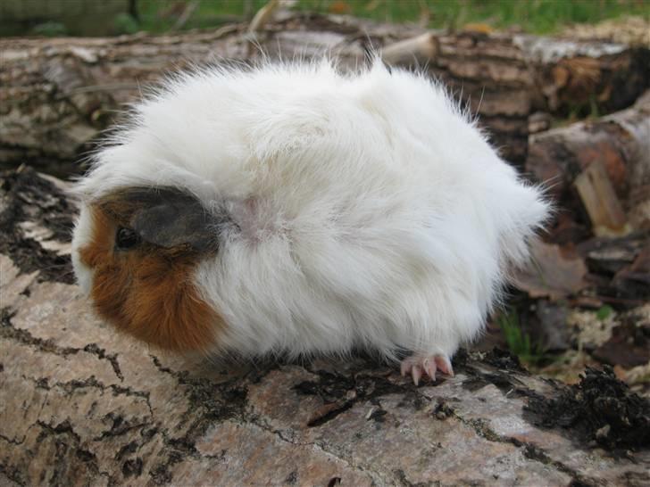 Marsvin Tulle  billede 5