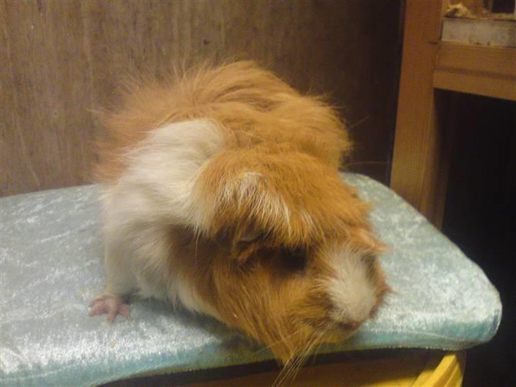 Marsvin Guldlok billede 2