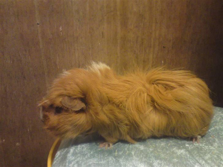 Marsvin Guldlok billede 3