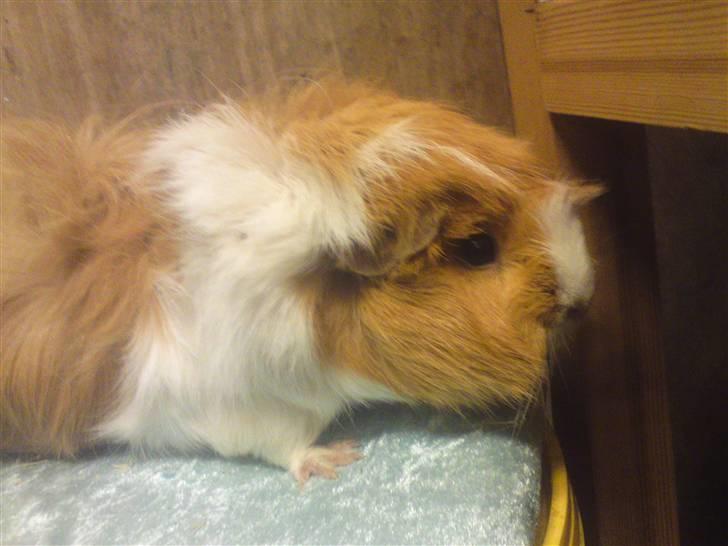 Marsvin Guldlok billede 4