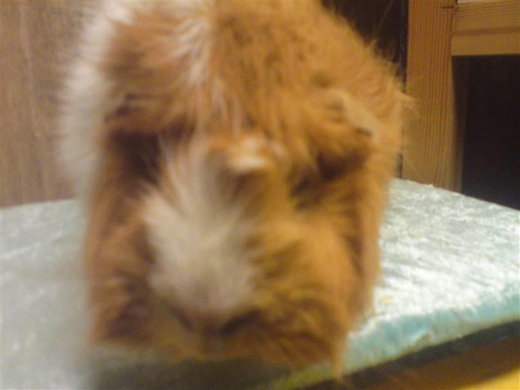 Marsvin Guldlok billede 5