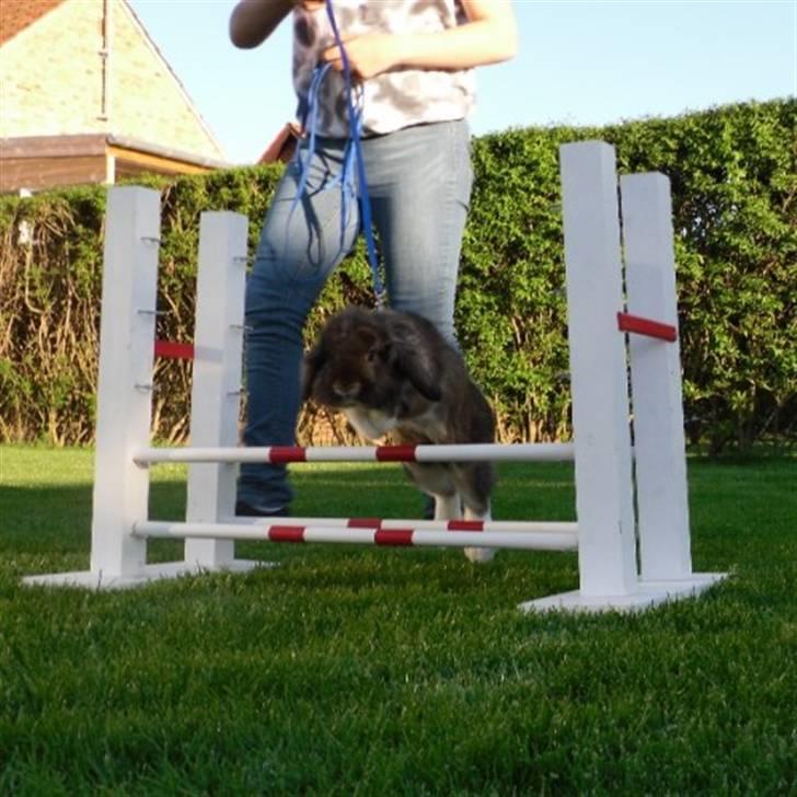 Kanin Gaunby's Nike billede 5