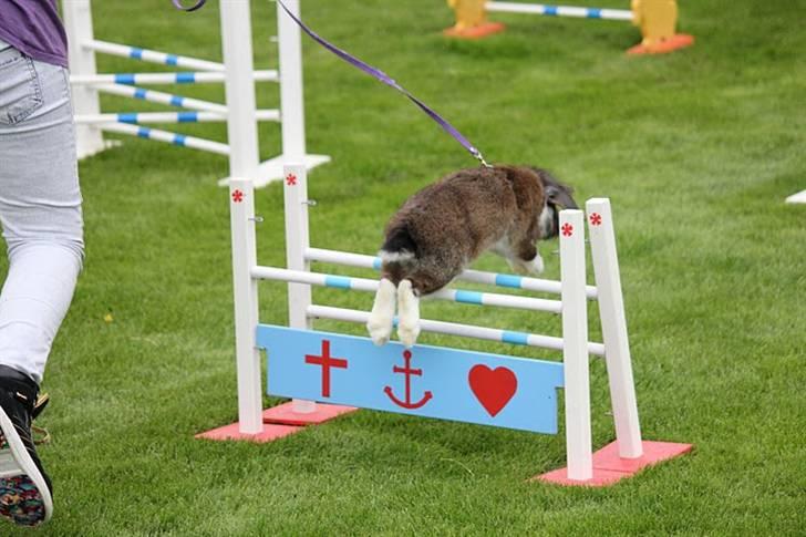 Kanin Gaunby's Nike billede 7