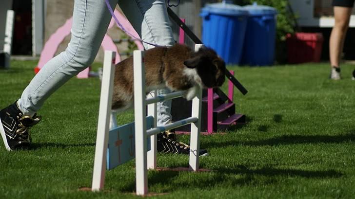 Kanin Gaunby's Nike billede 12