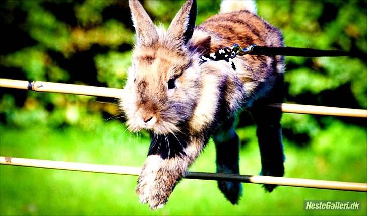 Kanin Tarzan - Tarzan! billede 2