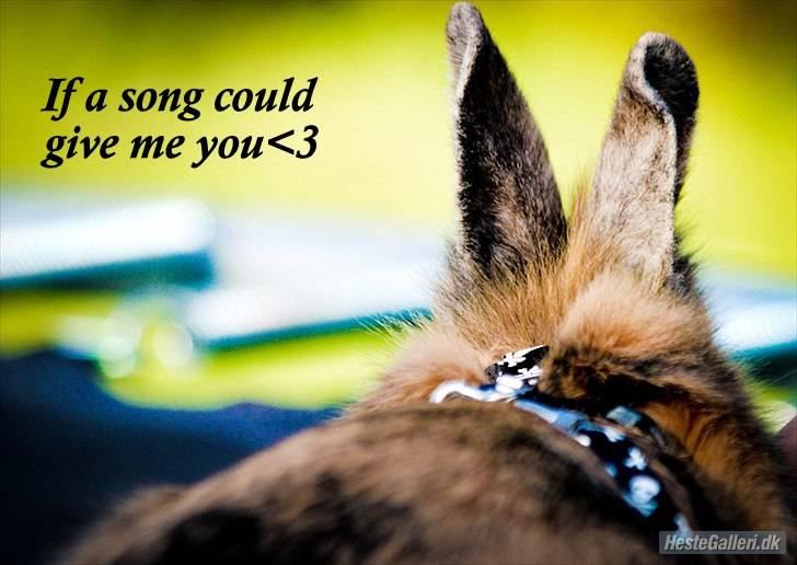 Kanin Tarzan - If a song could get me you<3 billede 3