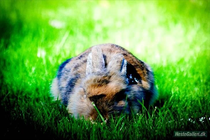 Kanin Tarzan - Tarzan !
 billede 4