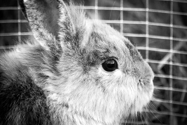 Kanin Tarzan - Tarzan !
 billede 5