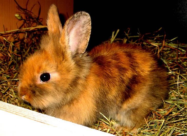 Kanin Tarzan - Tarzan ! billede 6