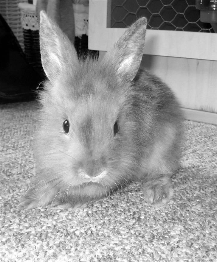 Kanin Tarzan - Tarzan ! billede 7