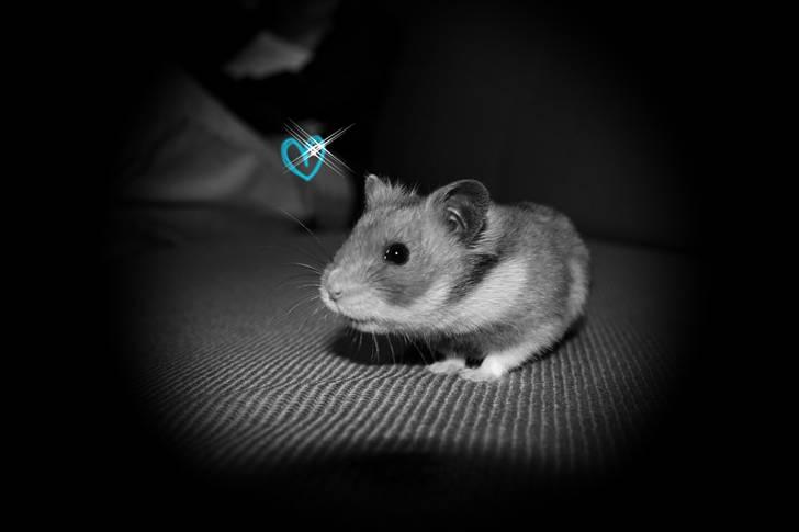 Hamster hamster billede 5