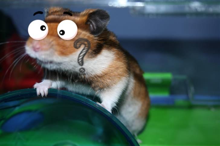 Hamster hamster billede 6