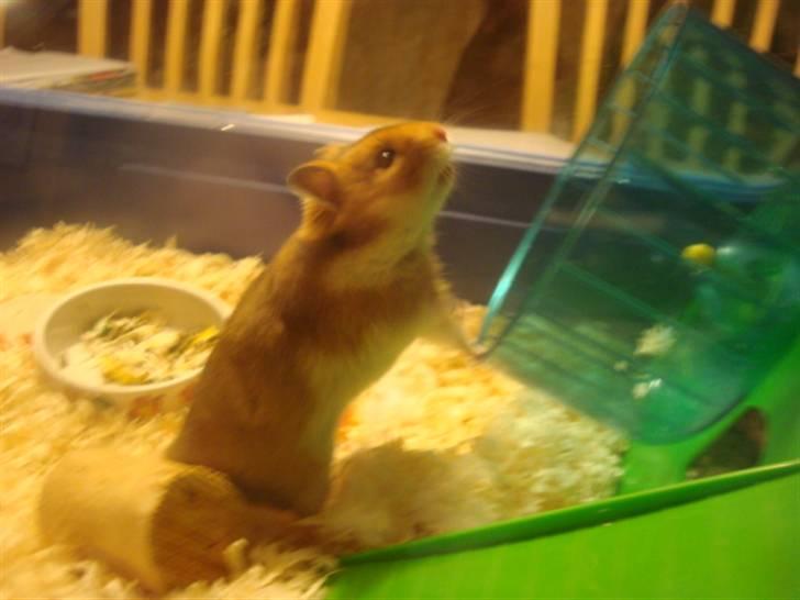 Hamster hamster billede 7