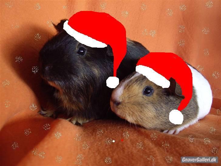 Marsvin skovlundegaards Maxi billede 16