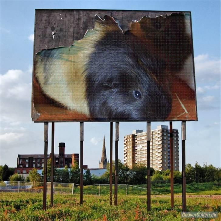 Marsvin skovlundegaards Maxi billede 17