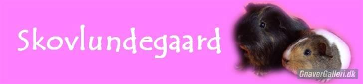 Marsvin skovlundegaards Maxi billede 18