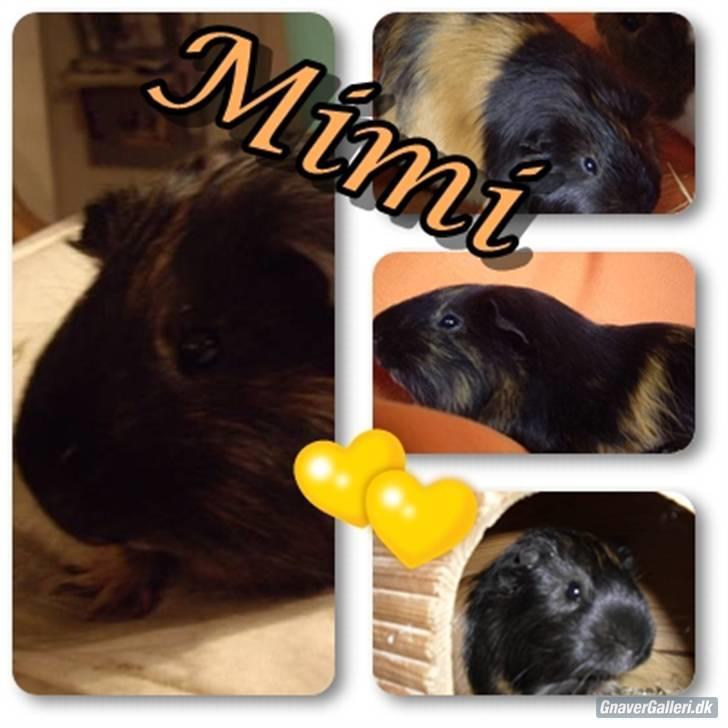 Marsvin skovlundegaards Maxi billede 19