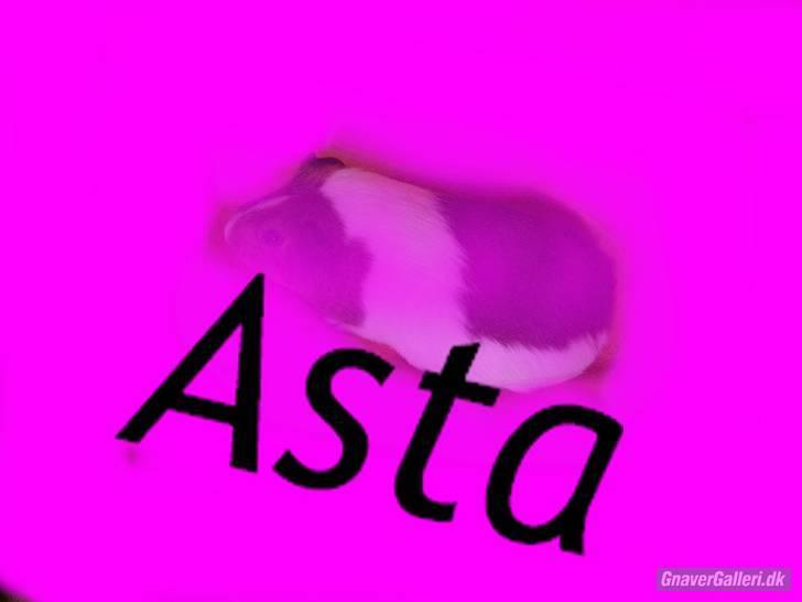 Marsvin skovlundegaards asta  billede 14