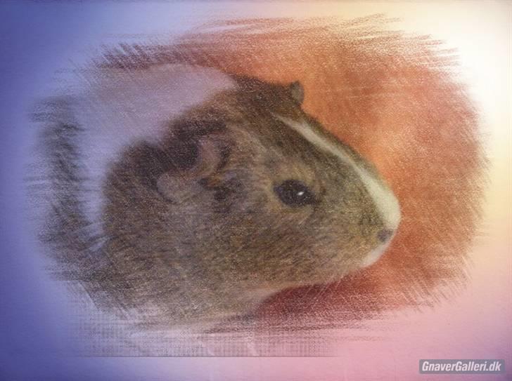 Marsvin skovlundegaards asta  billede 15