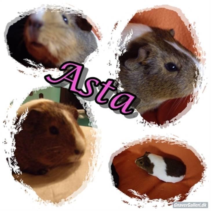 Marsvin skovlundegaards asta  billede 17