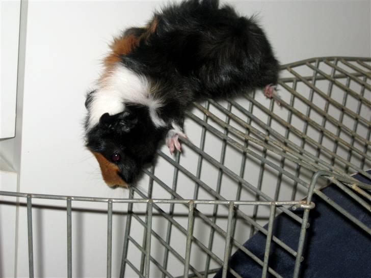 Marsvin Ferb billede 8