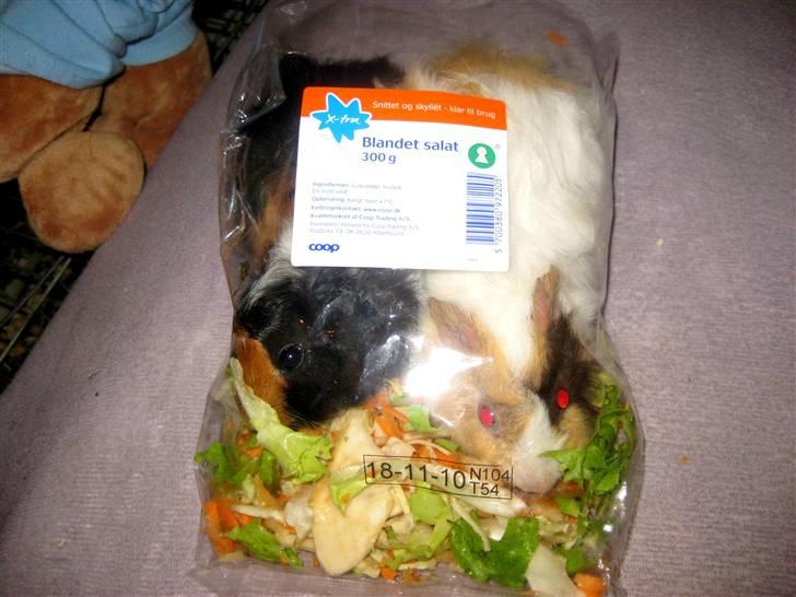 Marsvin Ferb - Nogen der vil købe salat ? :D billede 9