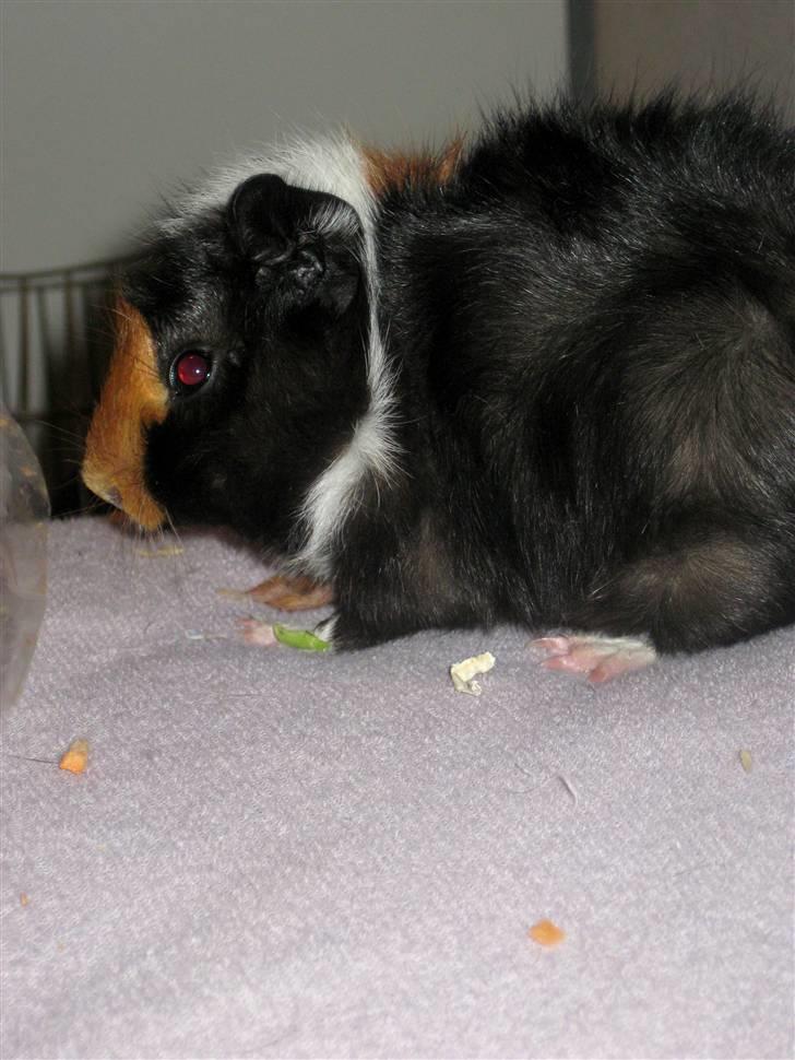 Marsvin Ferb billede 10