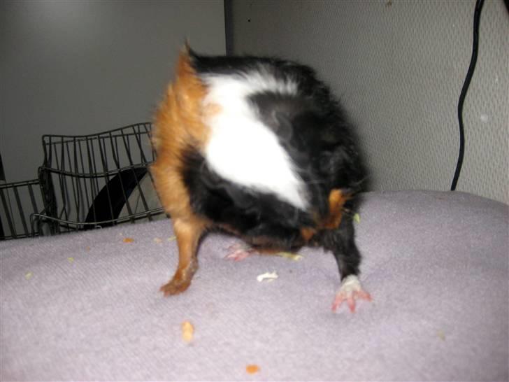 Marsvin Ferb - Pusse, pusse ;D billede 11