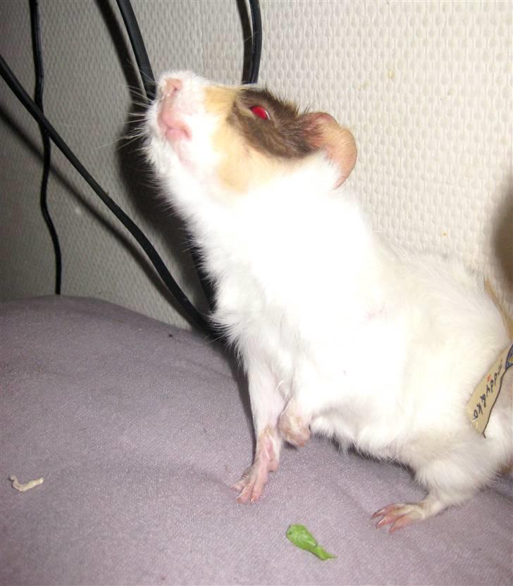 Marsvin phineas R.I.P :'( billede 8