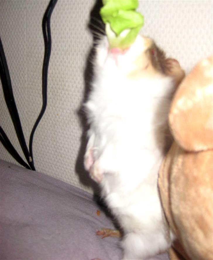 Marsvin phineas R.I.P :'( billede 9