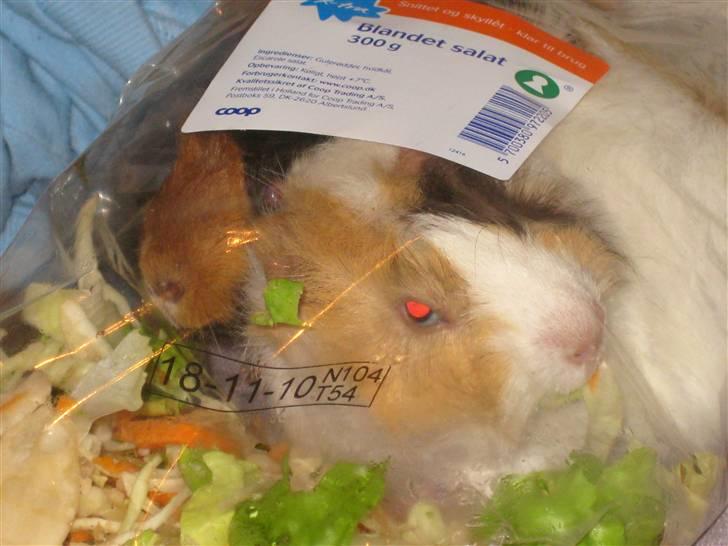 Marsvin phineas R.I.P :'( billede 10