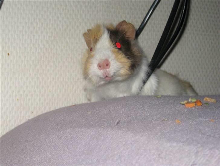 Marsvin phineas R.I.P :'( billede 11