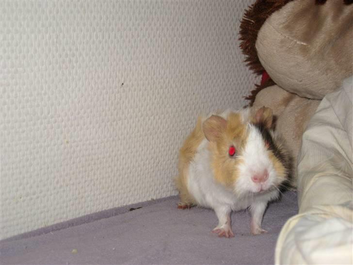 Marsvin phineas R.I.P :'( billede 12