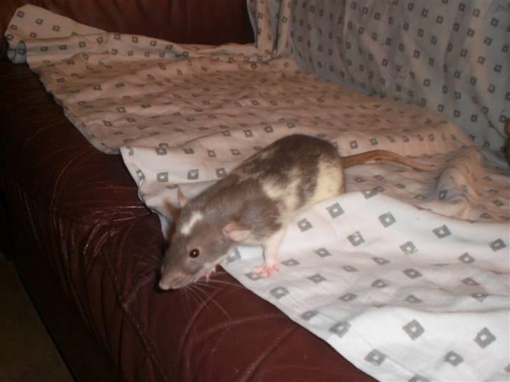 Tamrotte Dixie RIP - 3/1-11. billede 15