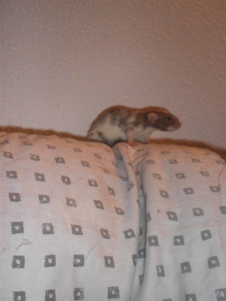 Tamrotte Dixie RIP - 21/11-10 billede 3