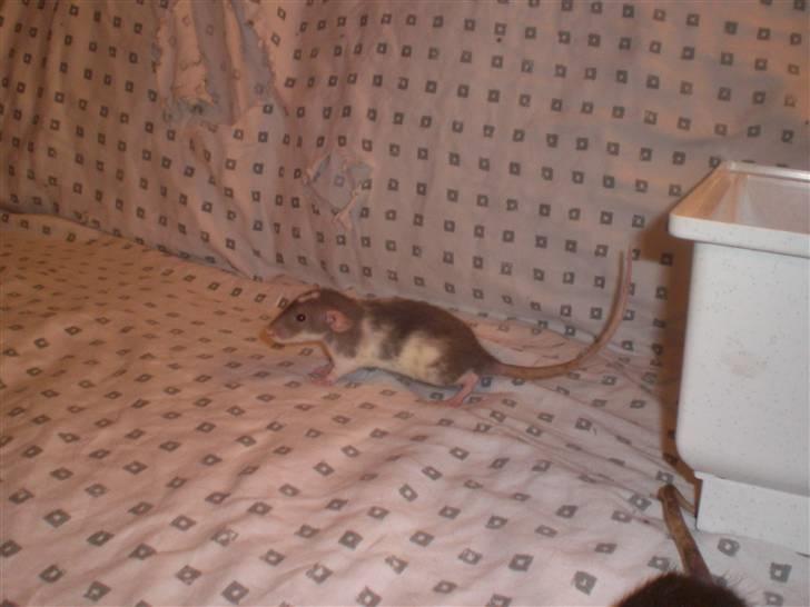 Tamrotte Dixie RIP - 21/11-10 billede 4