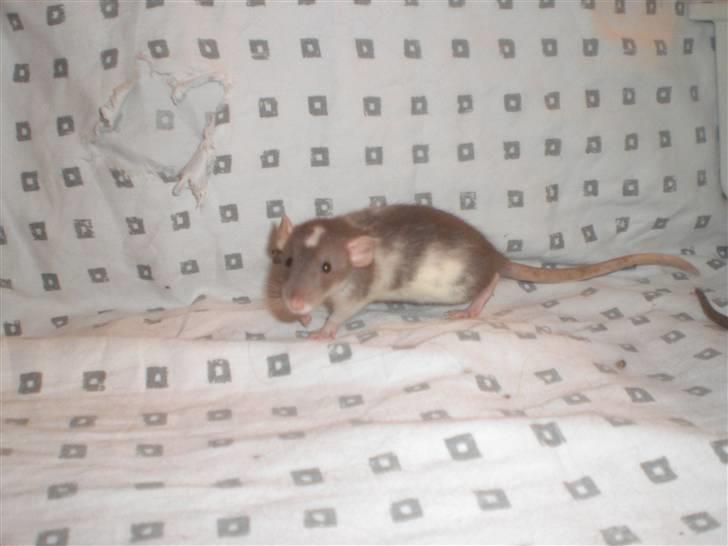 Tamrotte Dixie RIP - 21/11-10 billede 5