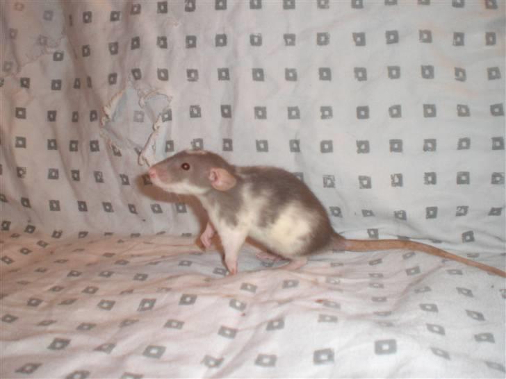 Tamrotte Dixie RIP - 21/11-10 billede 6