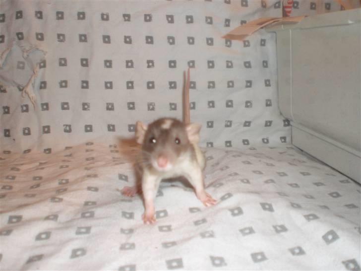 Tamrotte Dixie RIP - 21/11-10 billede 7