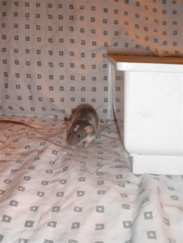 Tamrotte Dixie RIP - 21/11-10 billede 8